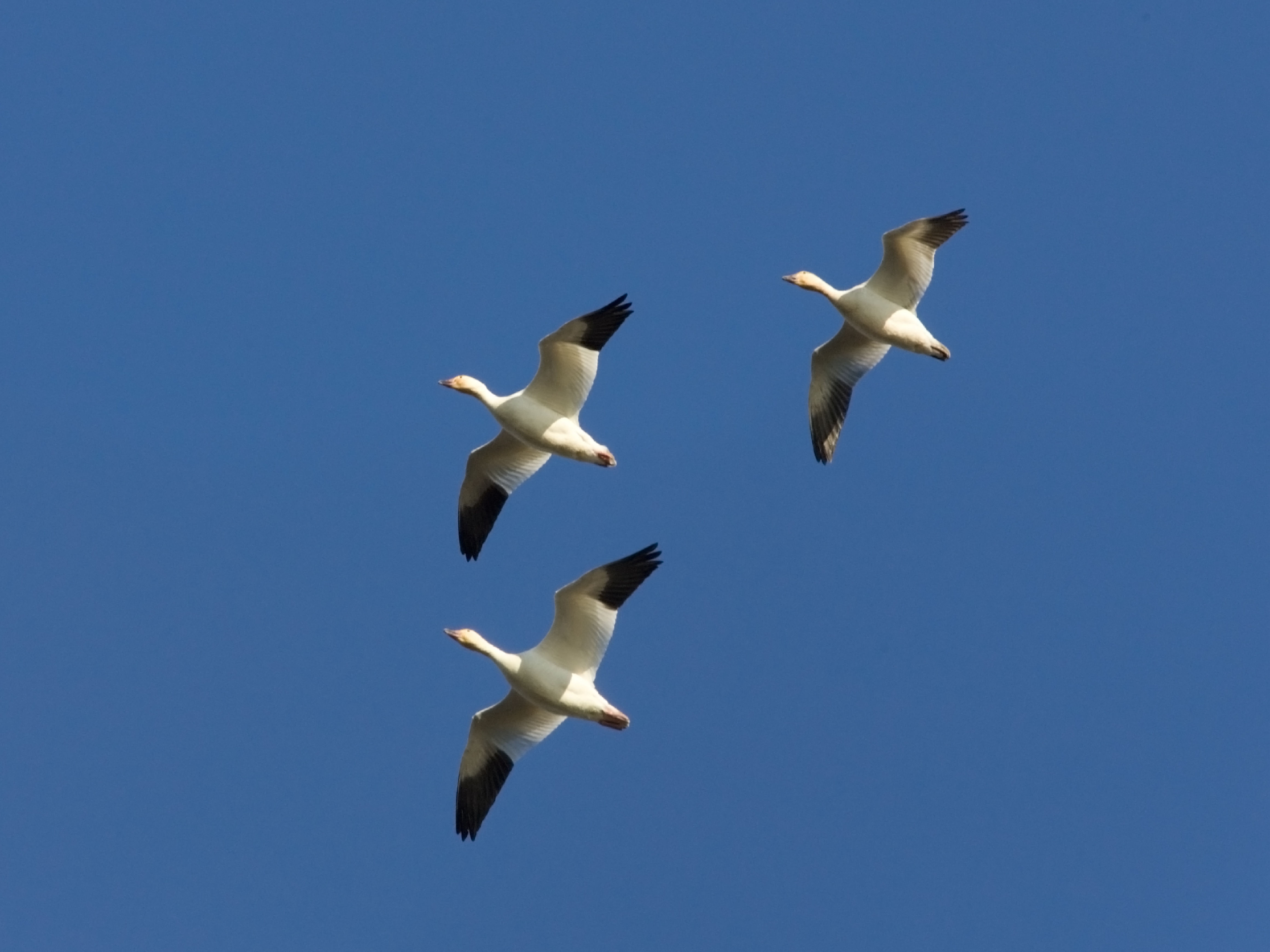 3 Snow geese flying.